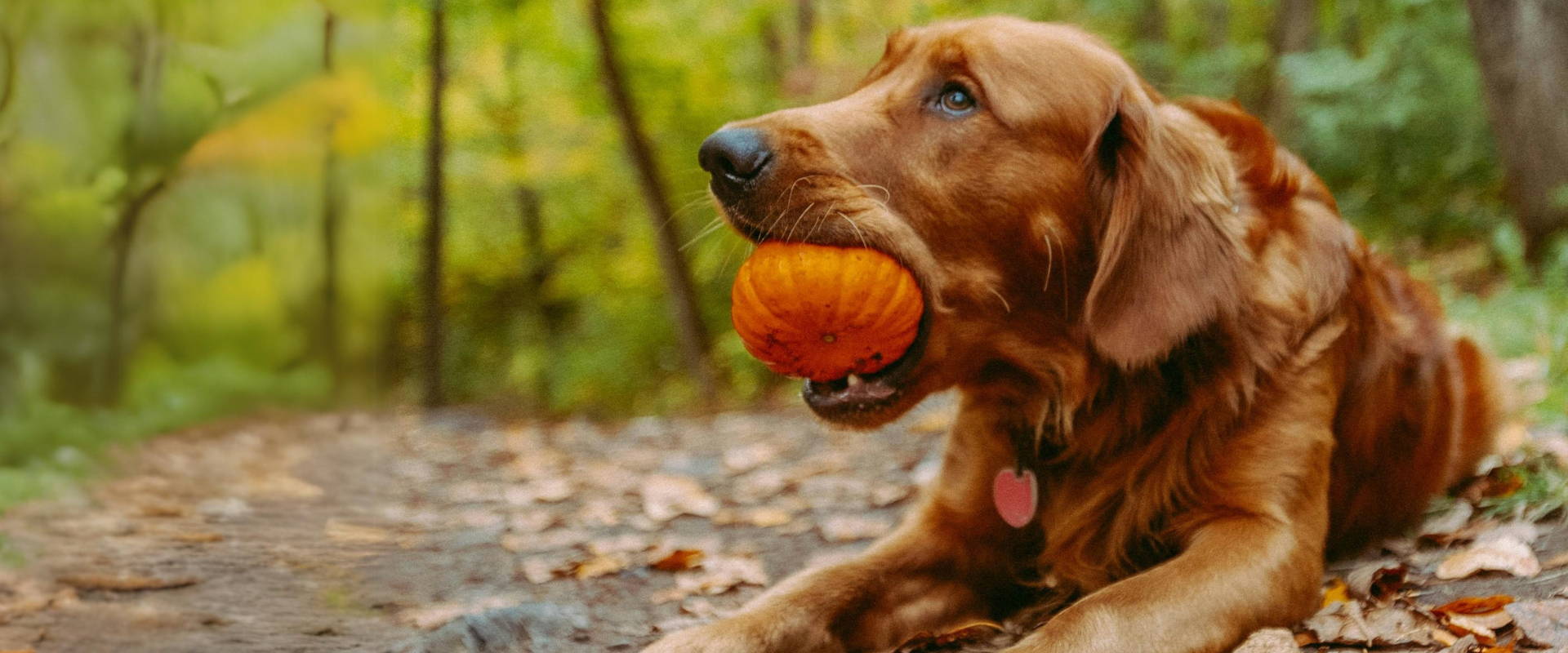 Puppy snacks shop